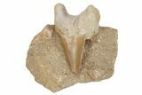 Otodus Shark Tooth Fossil in Rock - Eocene #230895-1
